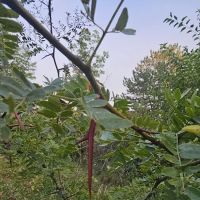 Lakeside Campground ico