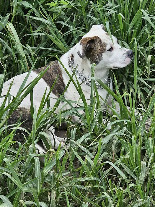 Catfish Run WMA, Kayak Landing Picture 7