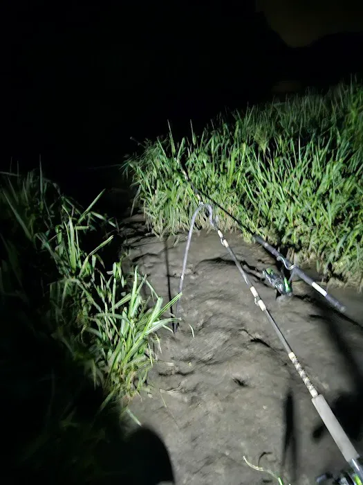 Catfish Run WMA, Kayak Landing Picture 4