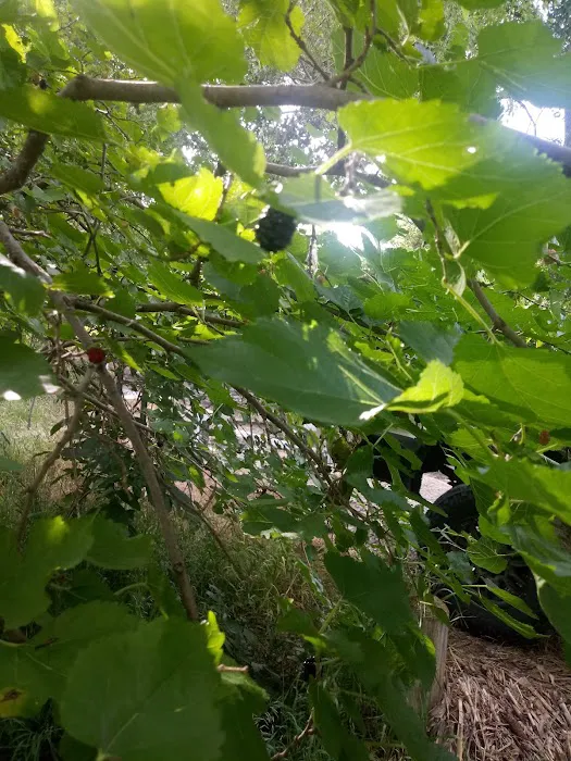 Catfish Run WMA, Kayak Landing Picture 6