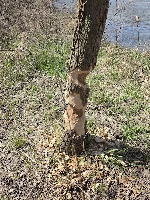 Dead Timber State Recreation Area Picture 6