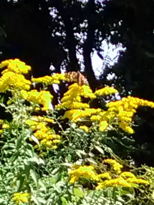 Dead Timber State Recreation Area Picture 10