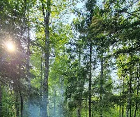 West Gooseberry Camp