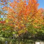 Gooseberry Falls State Park, Group Camp Site