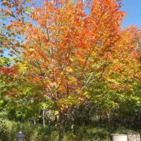 Gooseberry Falls State Park, Group Camp Site ico