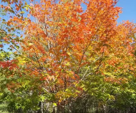 Gooseberry Falls State Park, Group Camp Site