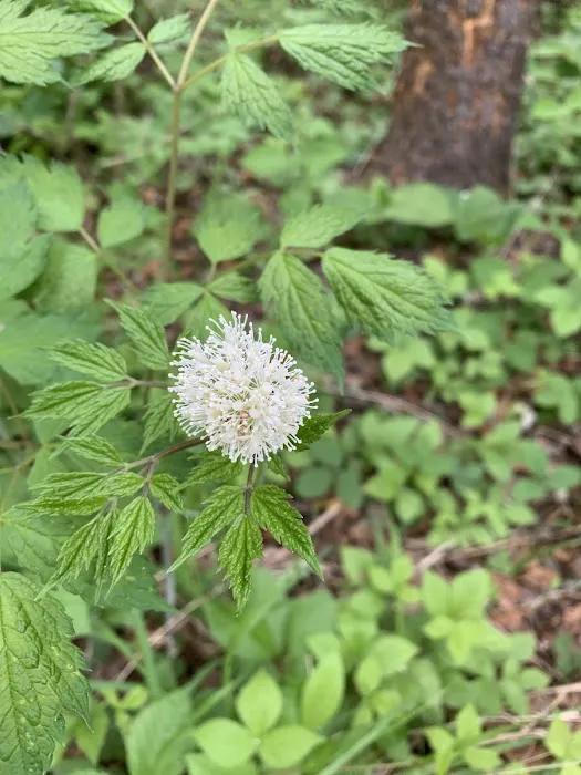 Cadotte Lake Campground Picture 10