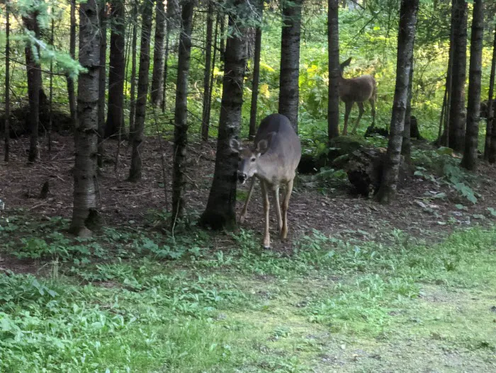 Whiteface Reservoir Campground Picture 6