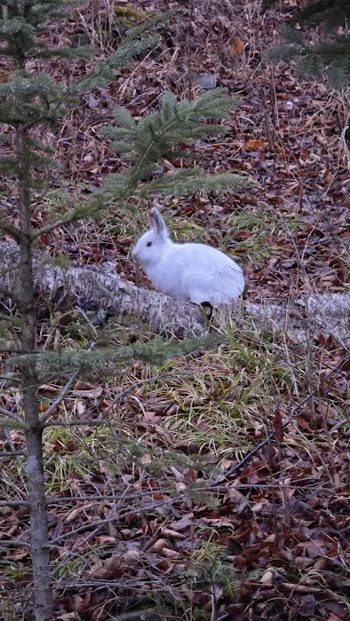 BP4 Split Rock State Park Campsite Picture 5