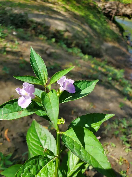 Caplinger Woods Picture 10