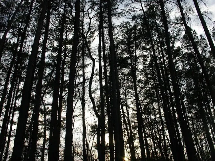 Parker Bottoms Campground Picture 7