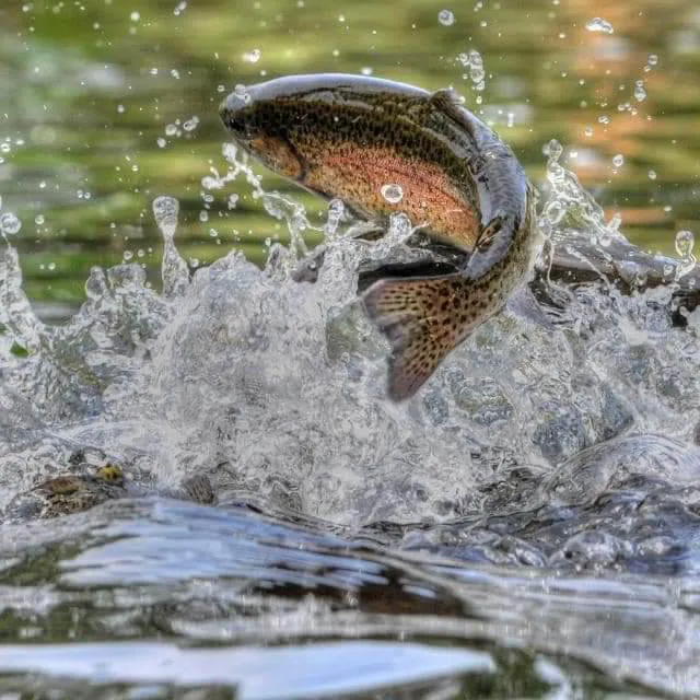 Ozark Mountains Campground Picture 7