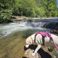Gulpha Gorge Campground ico