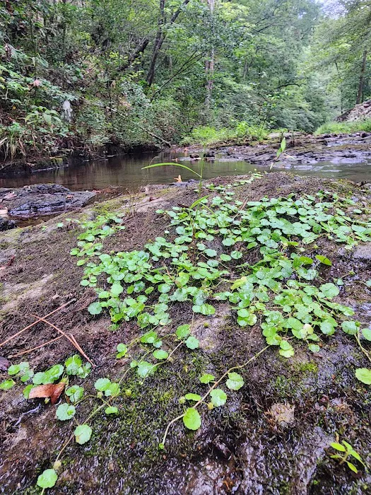 Gulpha Gorge Campground Picture 4