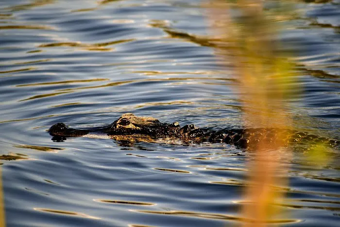 Burns Lake Campground Picture 6