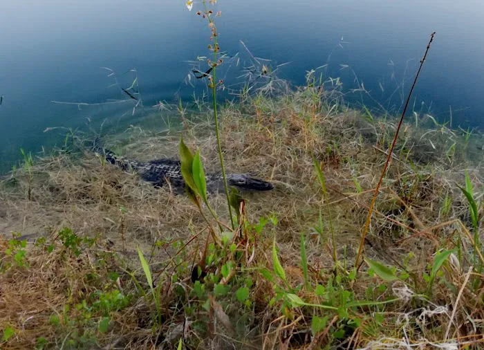 Burns Lake Campground Picture 9