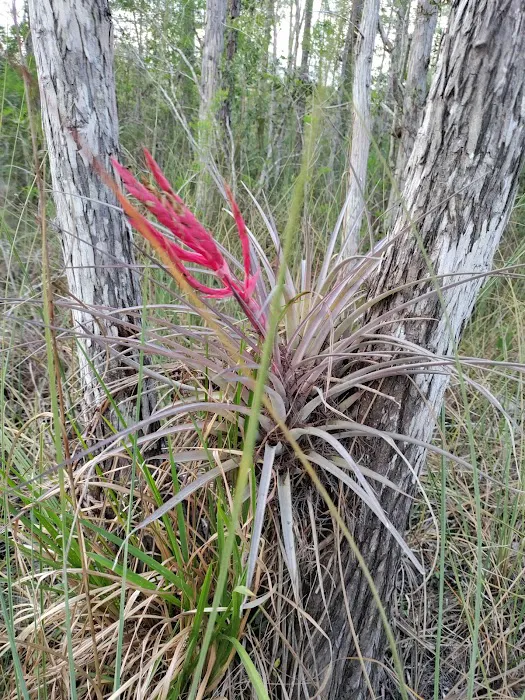 Burns Lake Campground Picture 3