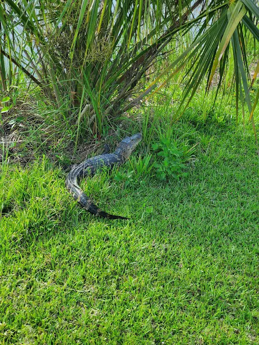Midway Campground Picture 2
