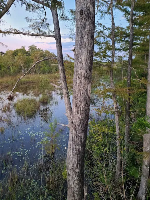 Picayune Strand State Forest Campground Picture 3