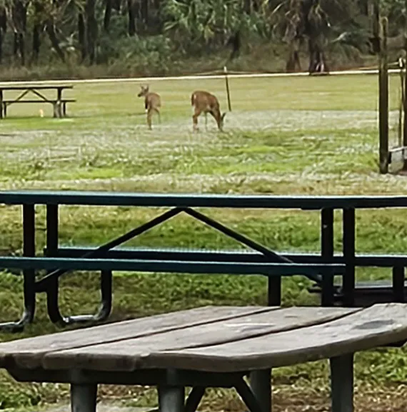 Picayune Strand State Forest Campground Picture 2