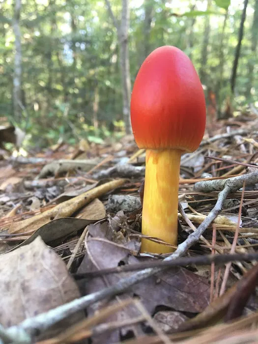 Primitive Equestrian Campground Picture 1