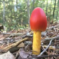 Primitive Equestrian Campground ico