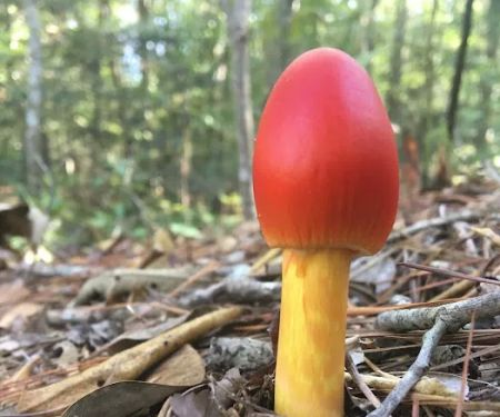 Primitive Equestrian Campground