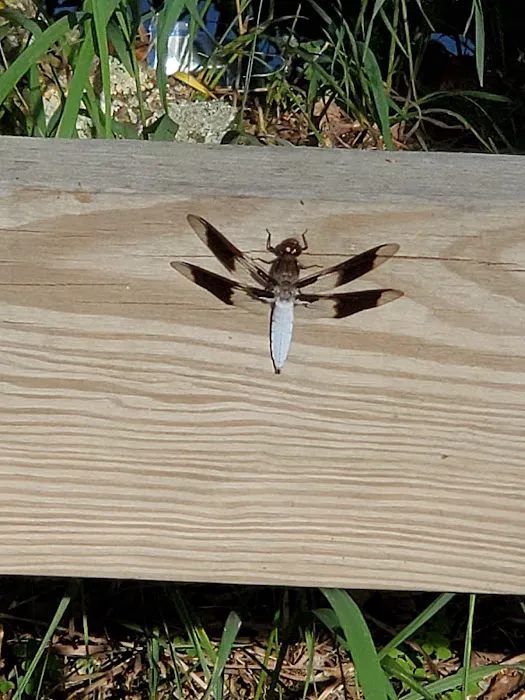 Knob Hill Campground Picture 7