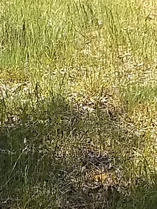 Knob Hill Campground Picture 8