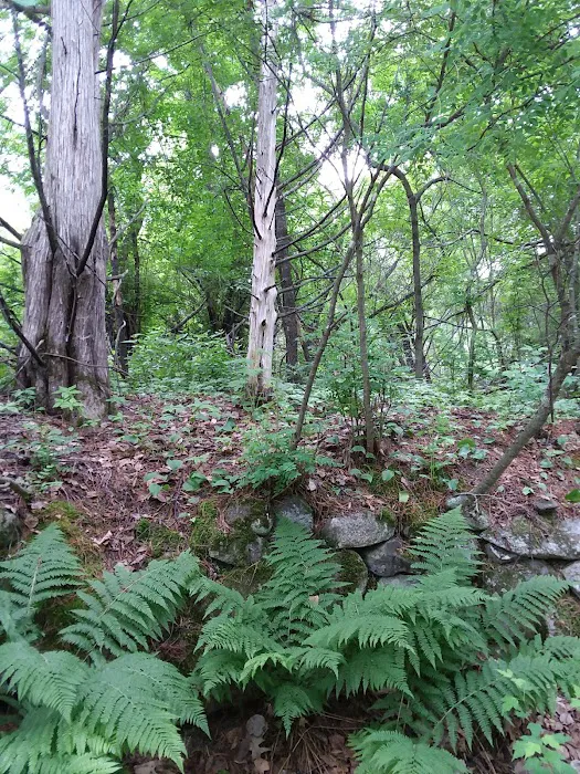 Clint Converse State Forest Campground Picture 7