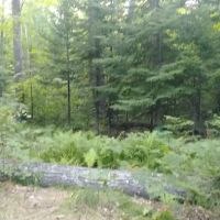 Hay Lake Campground ico