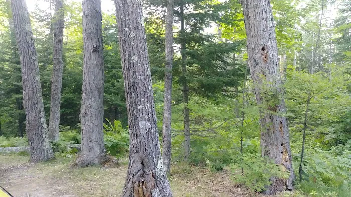 Hay Lake Campground Picture 5