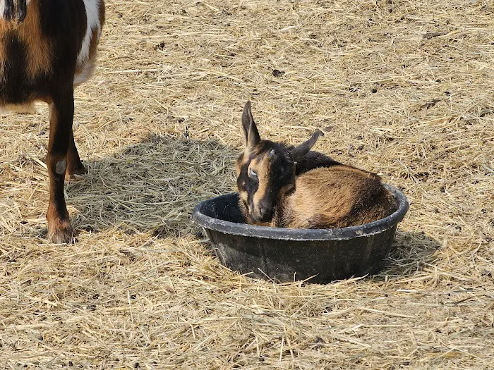 Paradise Hills - Horse Camp Picture 6