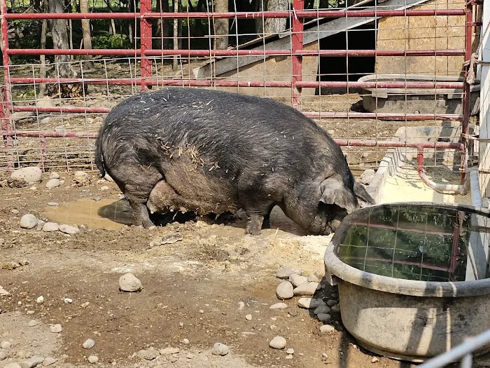 Paradise Hills - Horse Camp Picture 1