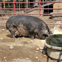 Paradise Hills - Horse Camp ico