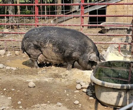 Paradise Hills - Horse Camp