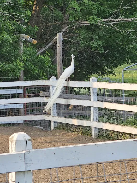 Paradise Hills - Horse Camp Picture 2