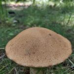 Cloquet River Campground