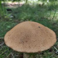 Cloquet River Campground ico