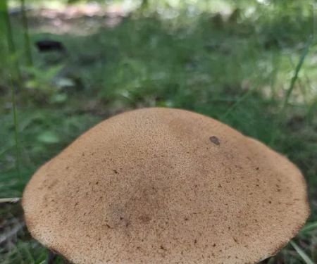 Cloquet River Campground