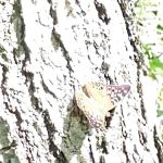 Grindstone Reservoir