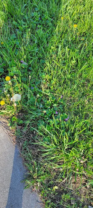 Victor Park Campground Picture 1