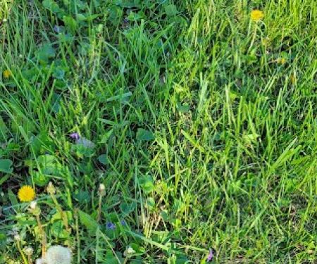 Victor Park Campground