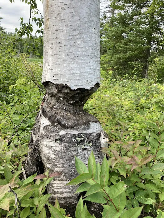 Beaver Pond Camp Picture 3