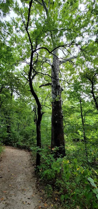 Lake Miola Campgrounds Picture 6