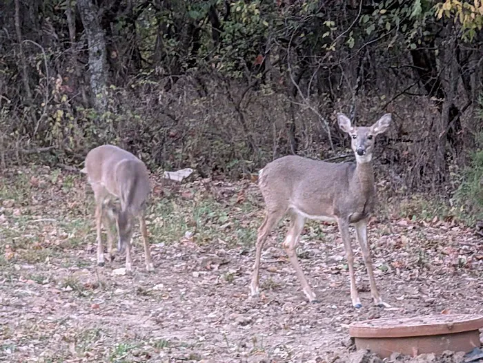 Jacomo Campground Picture 9