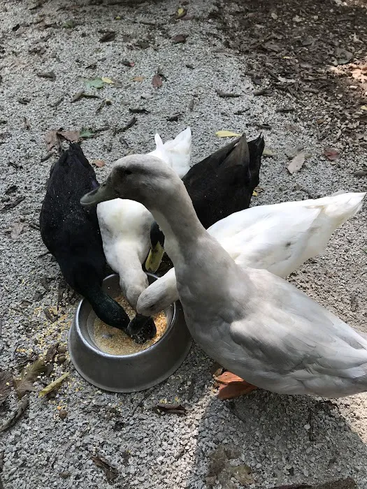 Loehr Campground and Resort Picture 6