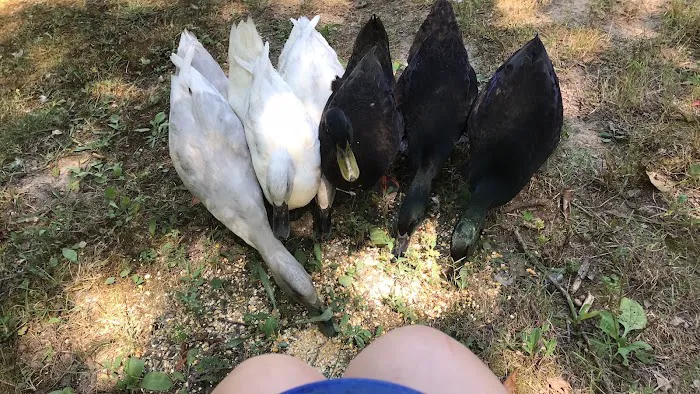 Loehr Campground and Resort Picture 5