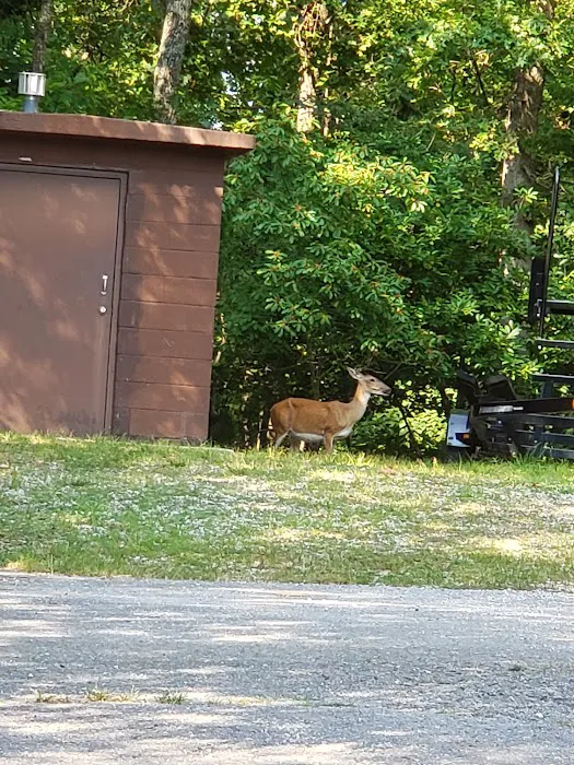 Starkey Campground Picture 7