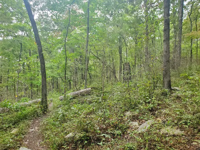 Shores Lake Campground Picture 7